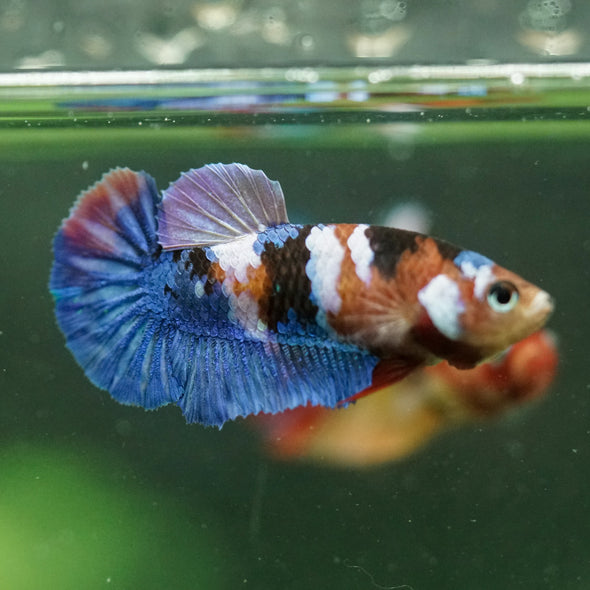 Multicolor/ Galaxy Koi Plakat- Female- 13 Weeks Old