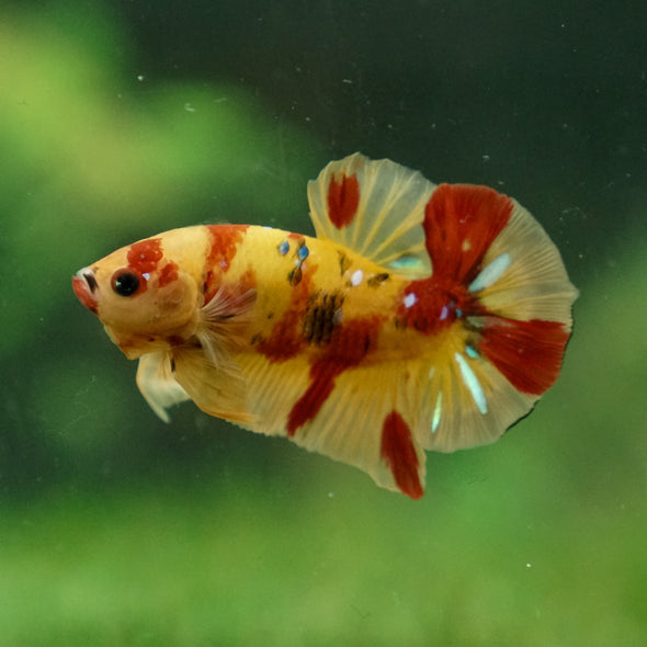 Multicolor/Galaxy Koi Plakat -13 weeks Old