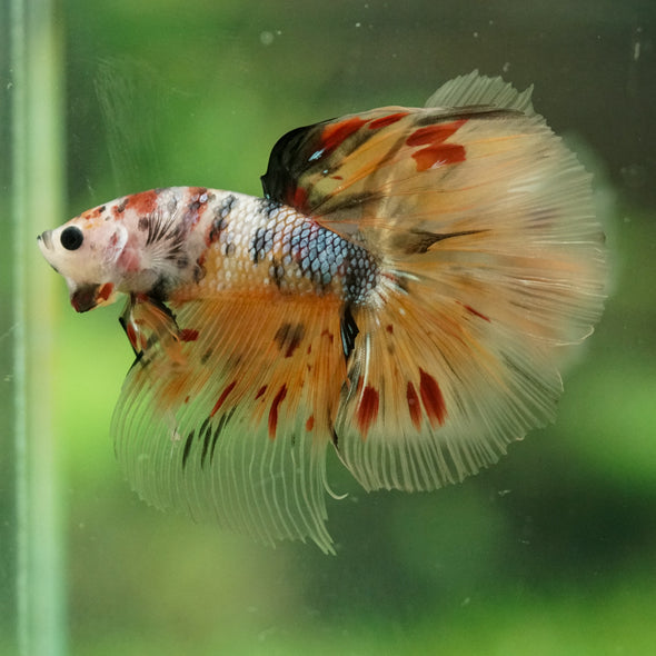Galaxy/Candy Koi Halfmoon - 14 weeks old