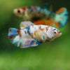 Multicolor/ Galaxy Koi Plakat- Female- 13 Weeks Old