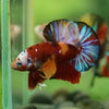 Multicolor/Galaxy Koi Plakat -16 weeks Old