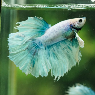Dumbo Halfmoon - 12 weeks old