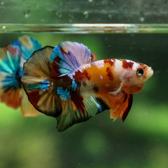 Multicolor/Galaxy Koi Plakat -13 weeks Old