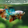 Multicolor/Galaxy Koi Plakat -16 weeks Old