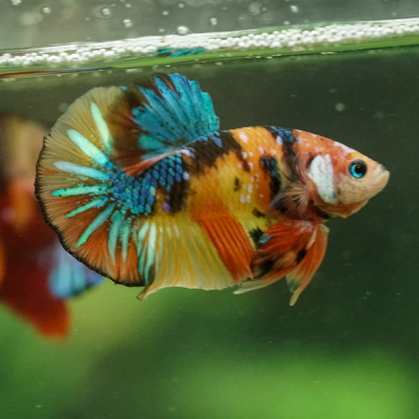 Multicolor/Galaxy Koi Plakat -16 weeks Old