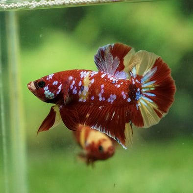 Multicolor/Galaxy Koi Plakat -13 weeks Old