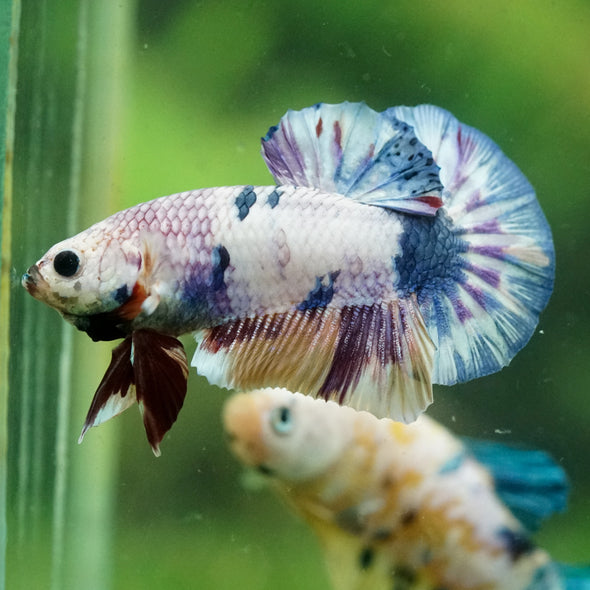 Multicolor/Galaxy Koi Plakat -14 weeks Old