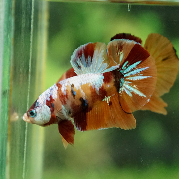 Multicolor/Galaxy Koi Plakat -13 weeks Old