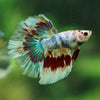 Galaxy/Candy Koi Halfmoon - 14 weeks old