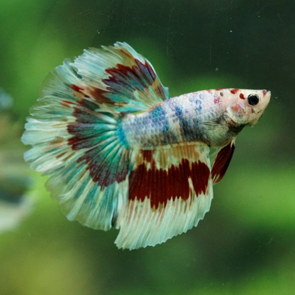 Galaxy/Candy Koi Halfmoon - 14 weeks old