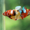 Multicolor/ Galaxy Koi Plakat- Female- 13 Weeks Old