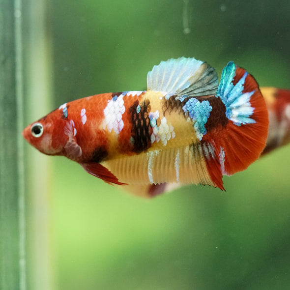 Multicolor/ Galaxy Koi Plakat- Female- 13 Weeks Old