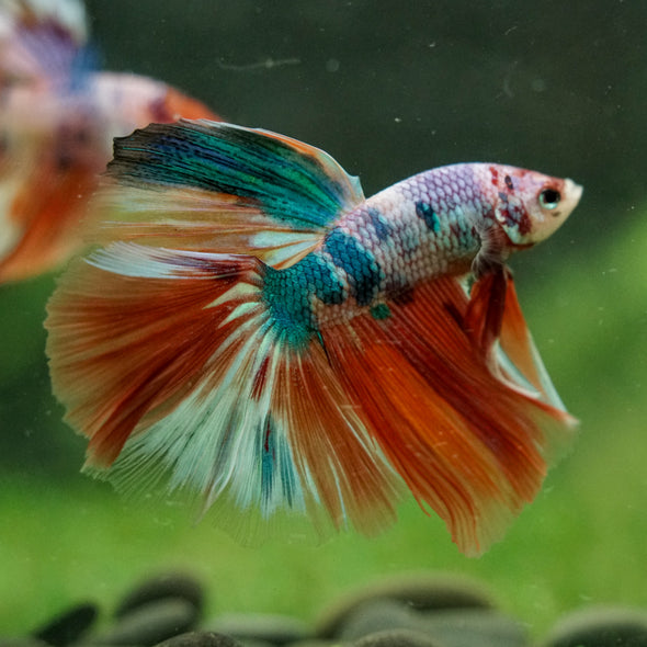 Galaxy/Candy Koi Halfmoon - 14 weeks old