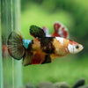 Multicolor/ Galaxy Koi Plakat- Female- 13 Weeks Old