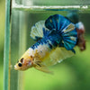 Multicolor/Galaxy Koi Plakat -16 weeks Old