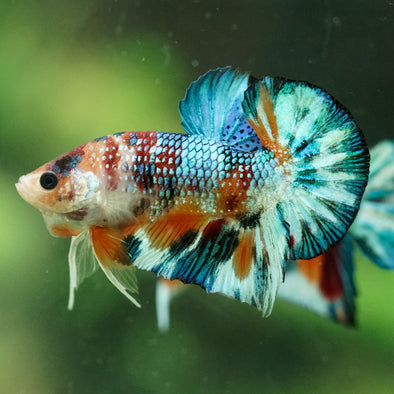 Multicolor/Galaxy Koi Plakat -16 weeks Old