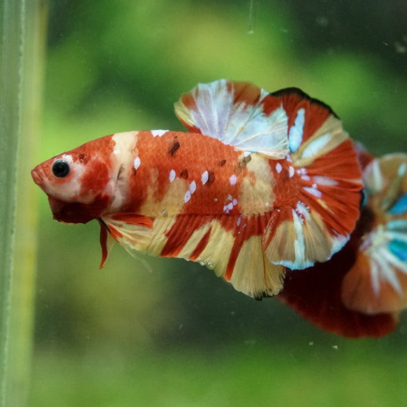 Multicolor/Galaxy Koi Plakat -16 weeks Old