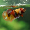 Multicolor/ Galaxy Koi Plakat- Female- 13 Weeks Old