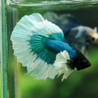 Dumbo Halfmoon - 11 weeks old