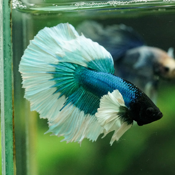 Dumbo Halfmoon - 11 weeks old