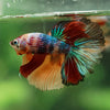 Galaxy/Candy Koi Halfmoon - 14 weeks old
