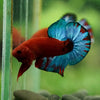 Red Fancy (Hell Boy) Plakat -13 weeks Old