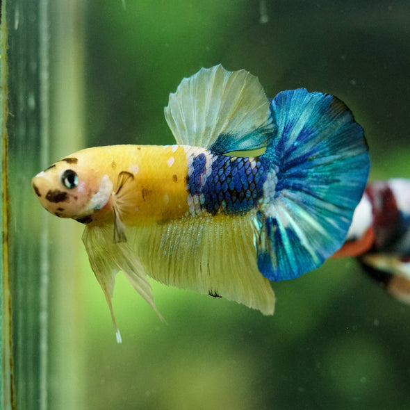 Multicolor/Galaxy Koi Plakat -16 weeks Old