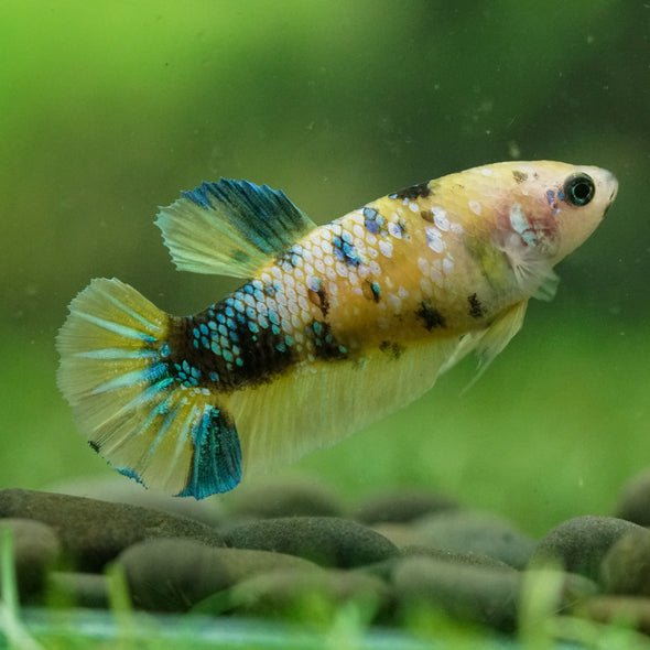 Multicolor/ Galaxy Koi Plakat- Female- 13 Weeks Old