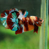 Multicolor/Galaxy Koi Plakat -16 weeks Old