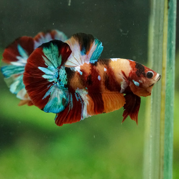 Multicolor/Galaxy Koi Plakat -16 weeks Old