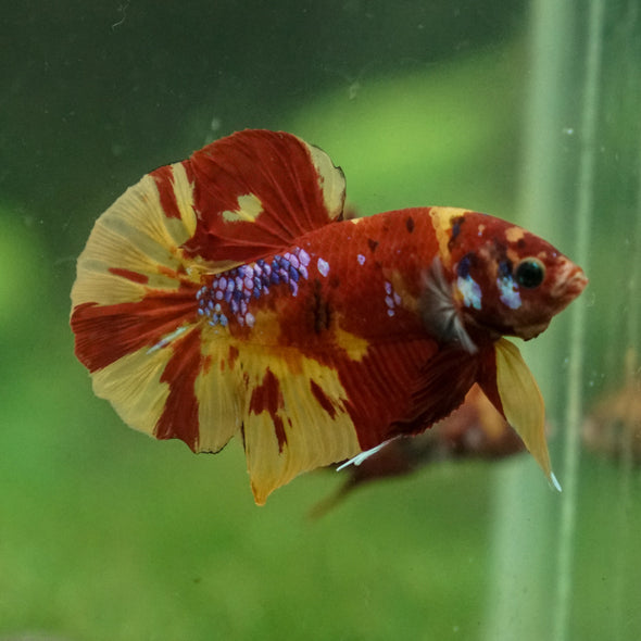 Multicolor/Galaxy Koi Plakat -13 weeks Old