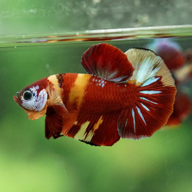 Multicolor/Galaxy Koi Plakat -16 weeks Old