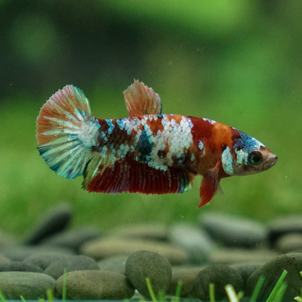 Multicolor/ Galaxy Koi Plakat- Female- 13 Weeks Old
