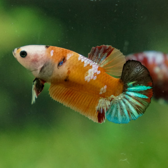 Multicolor/ Galaxy Koi Plakat - Female- 13 Weeks Old