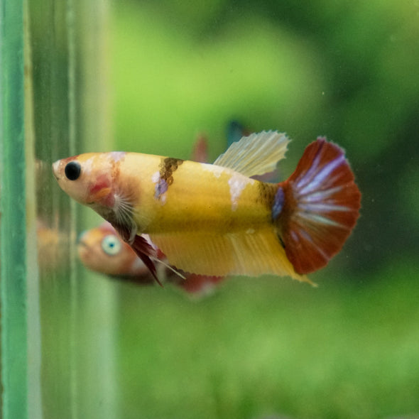 Multicolor/ Galaxy Koi Plakat - Female- 13 Weeks Old