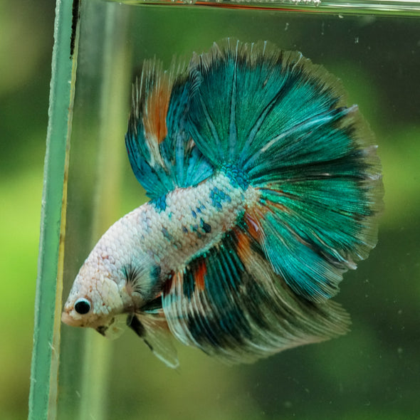 Galaxy/Candy Koi Halfmoon - 14 weeks old