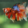 Galaxy/Candy Koi Halfmoon - 11 weeks old