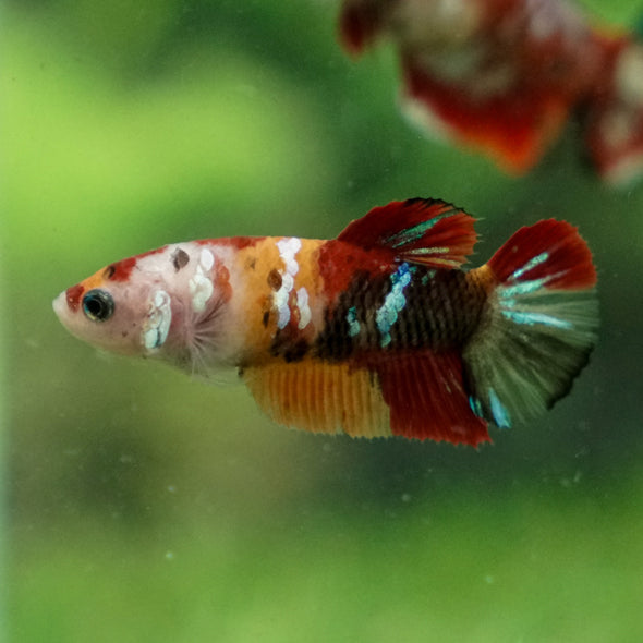 Multicolor/ Galaxy Koi Plakat- Female- 13 Weeks Old