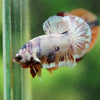 Multicolor/Galaxy Koi Plakat -16 weeks Old