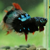 Black Base Galaxy/Candy Koi Halfmoon - 14 weeks Old