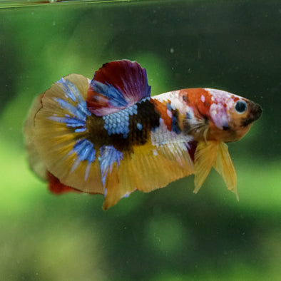 Multicolor/Galaxy Koi Plakat -13 weeks Old