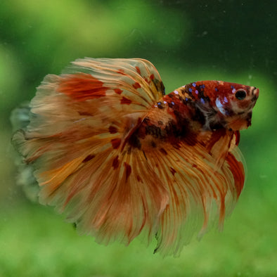Galaxy/Candy Koi Halfmoon - 14 weeks old