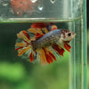 Multicolor/ Galaxy Koi Halfmoon- Female- 13 Weeks Old
