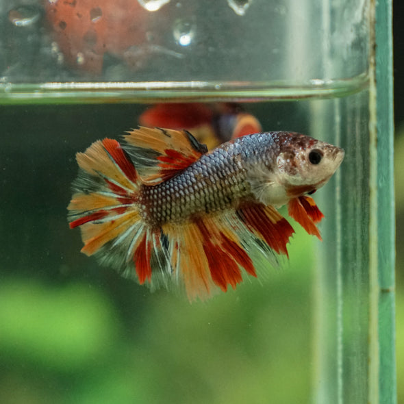 Multicolor/ Galaxy Koi Halfmoon- Female- 13 Weeks Old