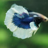 Dumbo Halfmoon - 11 weeks old