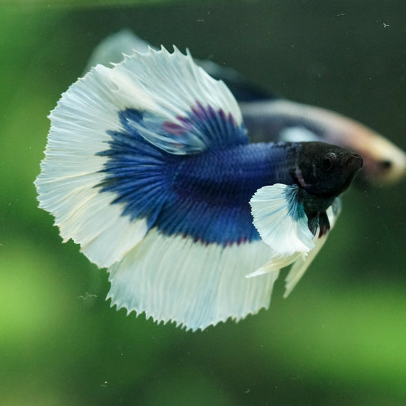 Dumbo Halfmoon - 11 weeks old