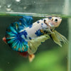 Multicolor/Galaxy Koi Plakat -16 weeks Old