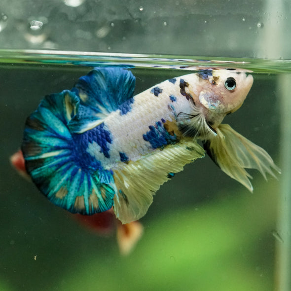 Multicolor/Galaxy Koi Plakat -16 weeks Old
