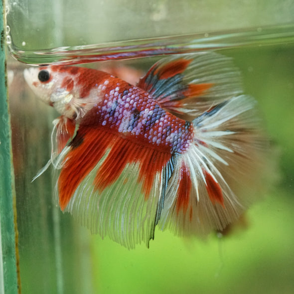 Galaxy/Candy Koi Halfmoon - 14 weeks old