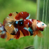 Multicolor/Galaxy Koi Plakat -16 weeks Old